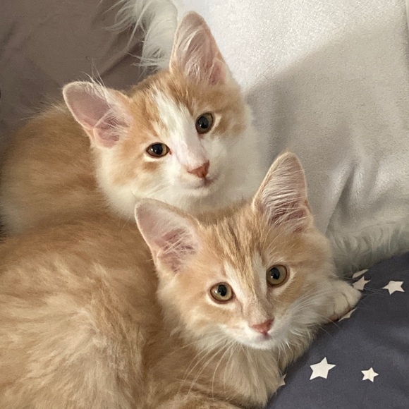 My Man Cat Niko! - Picture 10 of 11